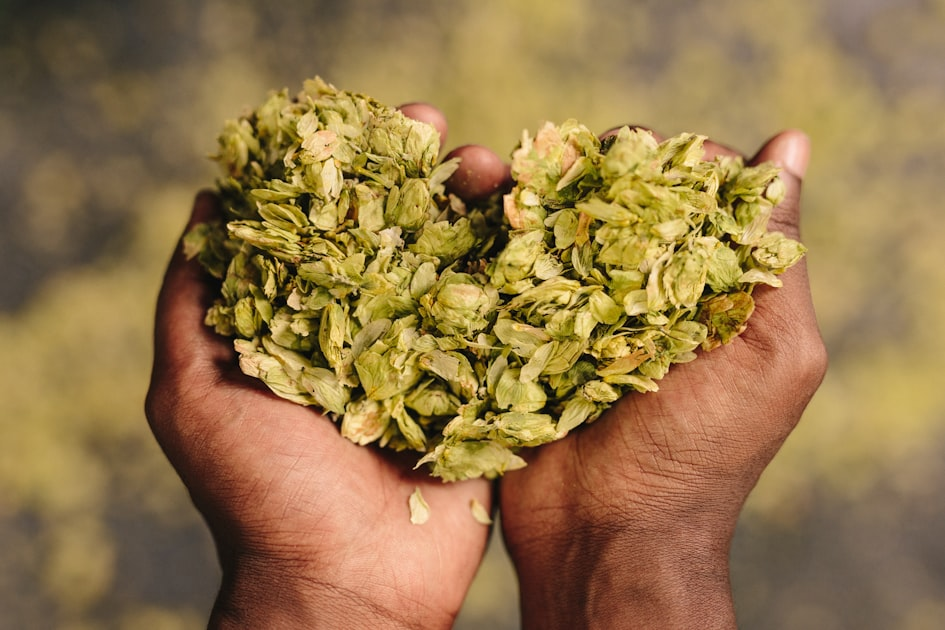 The Rise of Cannabis Beverages